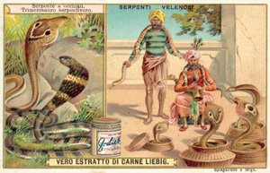 Indian Cobra and Pit Viper by European School