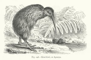 Kiwi-kiwi, or Apteryx by European School