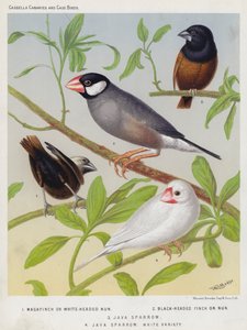Magafinch or White-Headed Nun, Black-Headed Finch or Nun, Java Sparrow, White Variety by European School
