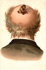 Male Head - with Monkey Climbing Out by European School
