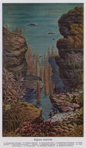 Marine Algae by European School