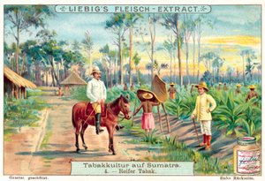 Mature tobacco plants by European School