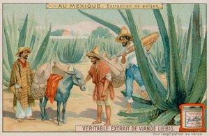 Mexican Extracting Pulque From a Cactus by European School