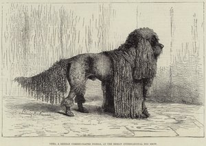 Nero, a German Corded-Coated Poodle, at the Berlin International Dog Show by European School