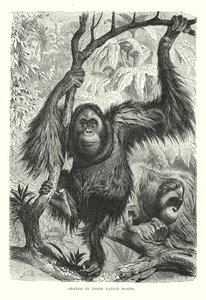 Orangs in Their Native Woods