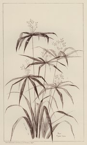 Palm Cyperus Luscus by European School