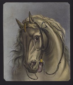 Portrait of a Horse by European School