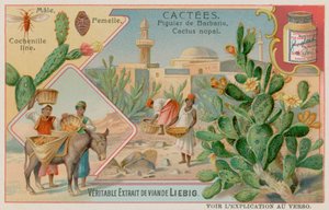 Prickly Pear (Cactus Nopal) and Cochineal Beetle by European School