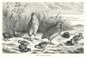 Quails and Young by European School