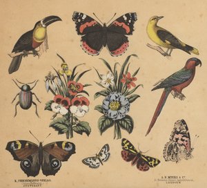 Scraps for Juveniles by European School