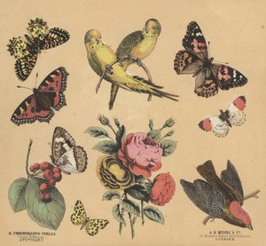 Scraps for Juveniles by European School