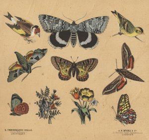 Scraps for Juveniles by European School
