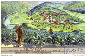 Tobacco Plantation in the Semois Valley, Belgium by European School