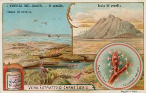 Treasures of the Sea by European School