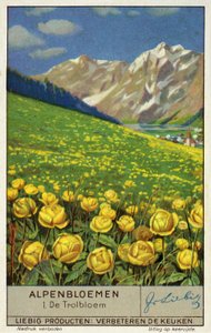 Trollius (Globeflower) by European School