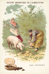 Truffles by European School