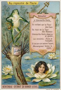Water Lily and Frog by European School