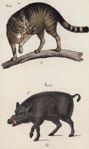 Wild Cat and Boar