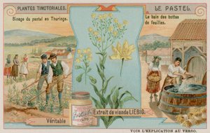 Woad and a Harvest in Thuringia in Germany by European School