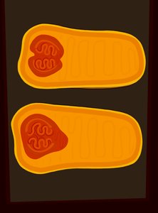Butternut Squash