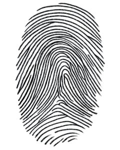 Drawing of a Fingerprint, Brooklyn by Evan Sklar