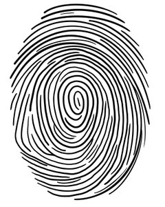 Drawing of a Fingerprint, Brooklyn by Evan Sklar