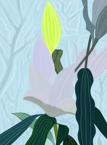 Lily by Evan Sklar