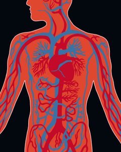 Network of Cardiovascular System by Evan Sklar