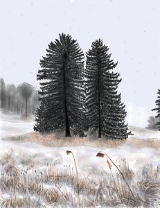 Wedded Pines by Evan Sklar