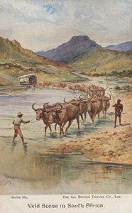 Farmers droving cattle, South Africa by Evelyn Stuart Hardy