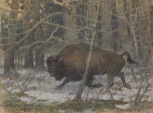 The wood bison