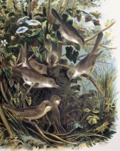 Group of Lesser Whitethroats (engraving after a drawing by F. Padro) by F. (after) Padro