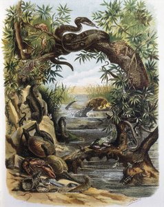 Reptiles and Crustaceans (engraving after a drawing by F. Padro) by F. (after) Padro