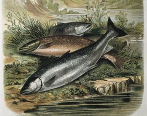Salmons (engraving after a drawing by F. Padro) by F. (after) Padro