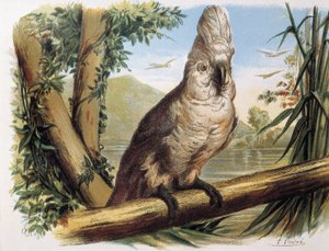 White Cockatoo. Engraving after a drawing by a F.Padro by F. (after) Padro
