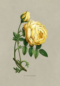 Rose Sulfureuse by F. Grobon