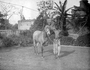 Man with a horse, Alipore, India by F. L. Peters