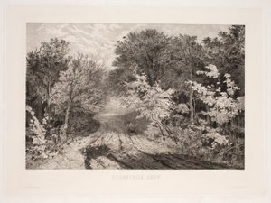 Borrevejle Forest