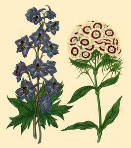 Larkspur and Sweet William: Delphinium elatum and Dianthus barbatus, 1805, 1946