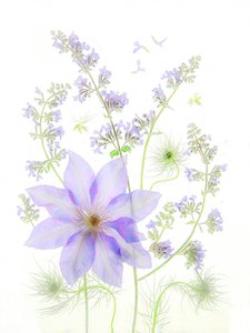 Delicate Lavender Blooms by Fangping Zhou
