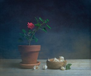 Moody Potted Flower by Fangping Zhou