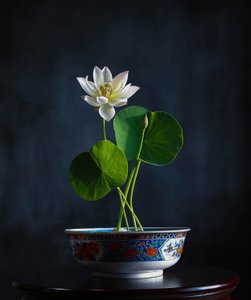 White Lotus Serenity by Fangping Zhou