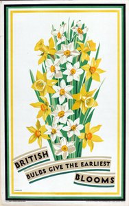 British Bulbs Give the Earliest Blooms, from the series 