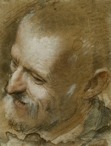 Study of the Head of a Bearded Man Turned to the Left by Federico Fiori Barocci or Baroccio