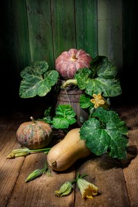 Harvest Pumpkins and Squash