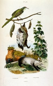 Botanical and zoological illustration from Dictionnaire pittoresque d