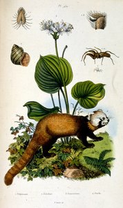 Botanical and zoological illustration from Dictionnaire pittoresque d
