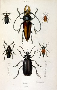 Botanical and Zoological Illustration from Dictionnaire pittoresque d