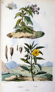 Botanical and Zoological Illustration from Dictionnaire pittoresque d