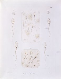 Seminal fluid, from Theorie Positive de l